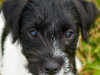 Ferdie
